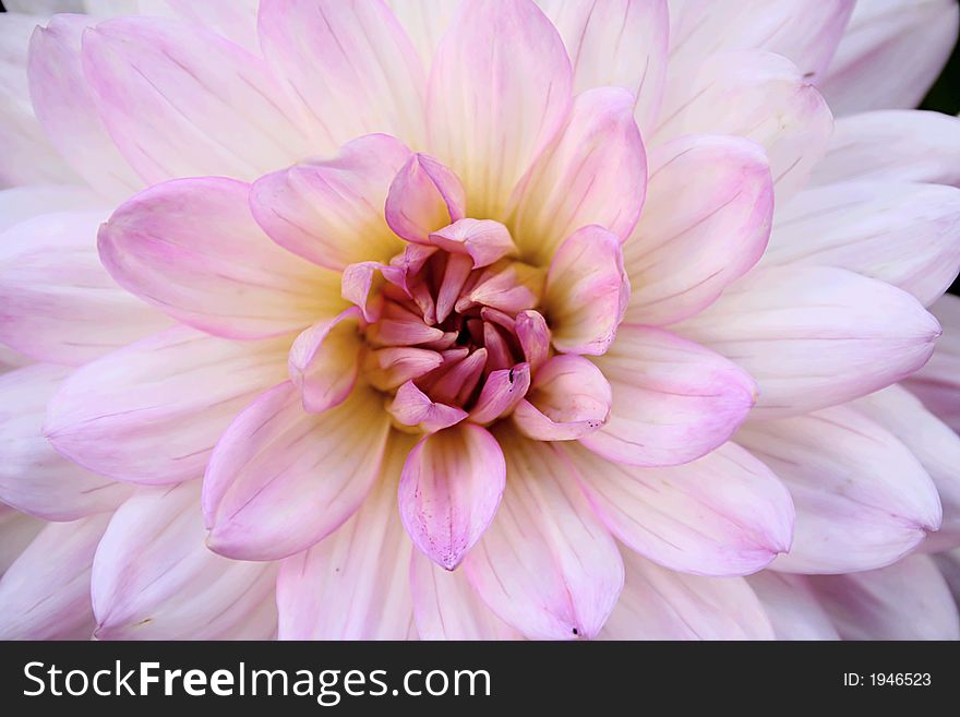 Close up of a light pink dahlia. Close up of a light pink dahlia.