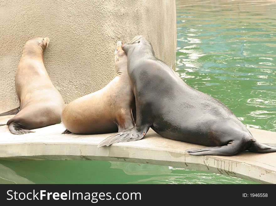 3 sea lions sitting at the kansas city zoo