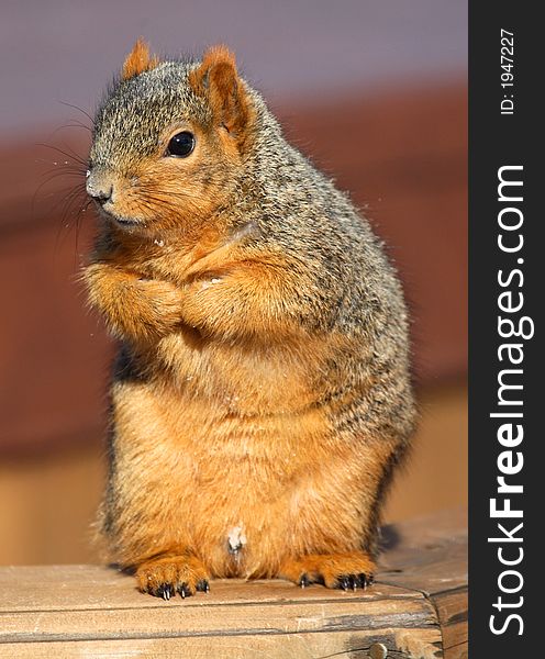 Cute squirrel standing and begging for food. Cute squirrel standing and begging for food.