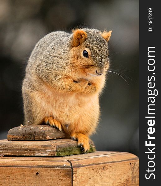 Cute Squirrel sitting on deck post outdoors