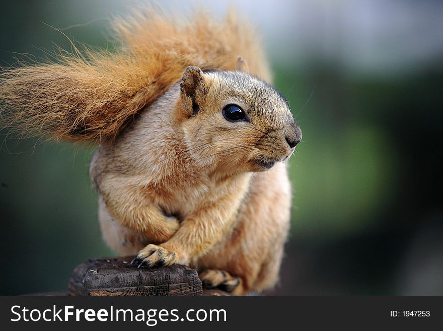 Cute Squirrel sitting on deck post outdoors