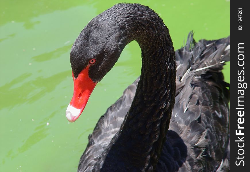 Portrait of the black swan on a green background