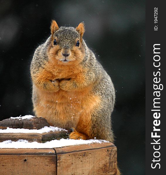 Cute Squirrel sitting on deck post outdoors. Cute Squirrel sitting on deck post outdoors