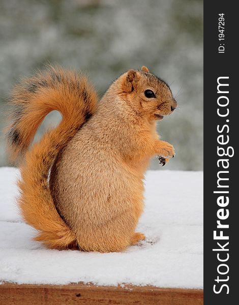 Cute Squirrel Standing