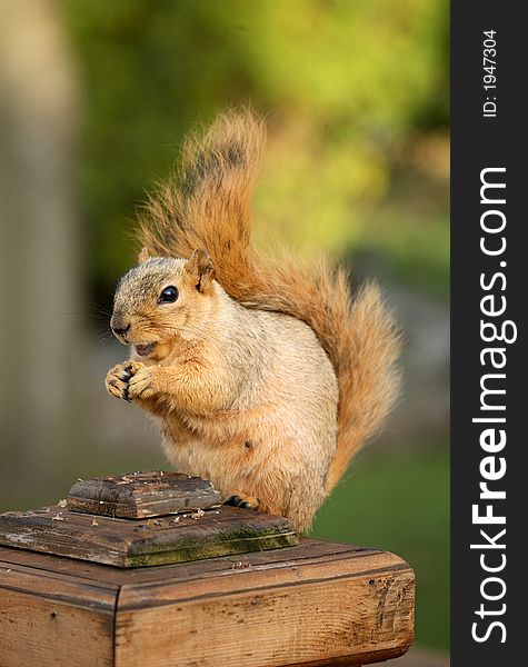 Cute squirrel sitting on deck post and eating a nut. Cute squirrel sitting on deck post and eating a nut