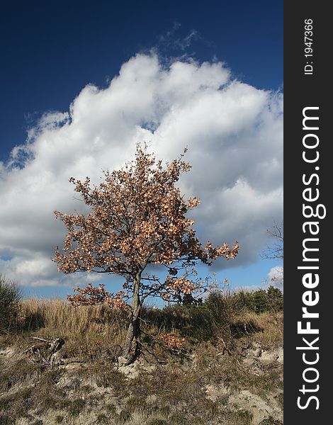 Image of tree in winter season. Image of tree in winter season