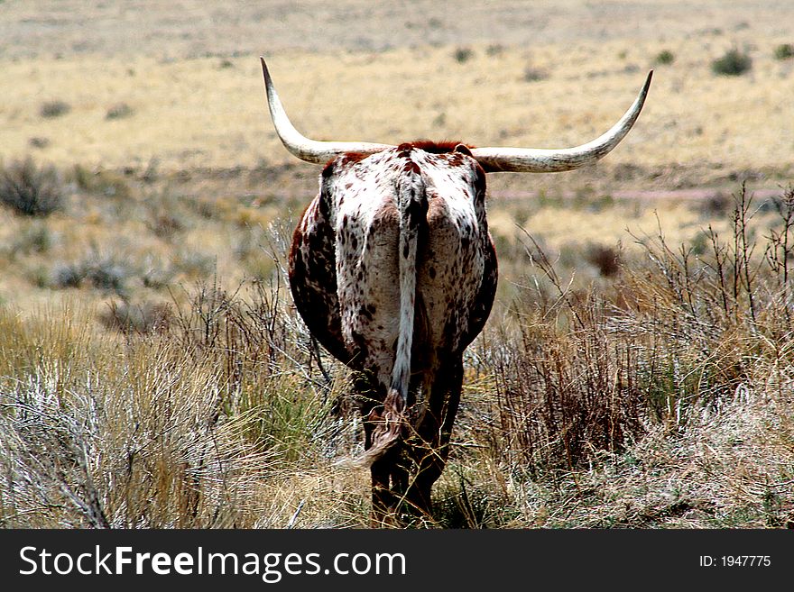 A Texas Longhorn in a pasture. A Texas Longhorn in a pasture