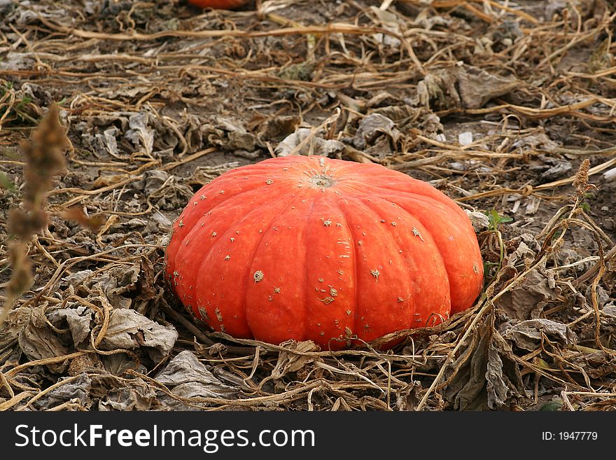 The Cinderella pumpkin is an ornamental novelty pumpkin. Deeply ridged, exceptionally flattened fruits weigh 25-30 lbs. Thick, sweet flesh is moist and custard like.