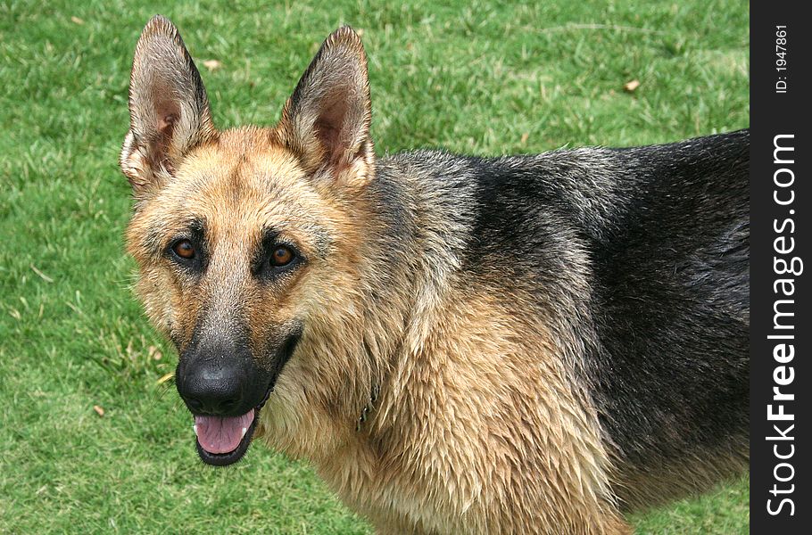 A german shepherd dog that has recently run through the sprinkler