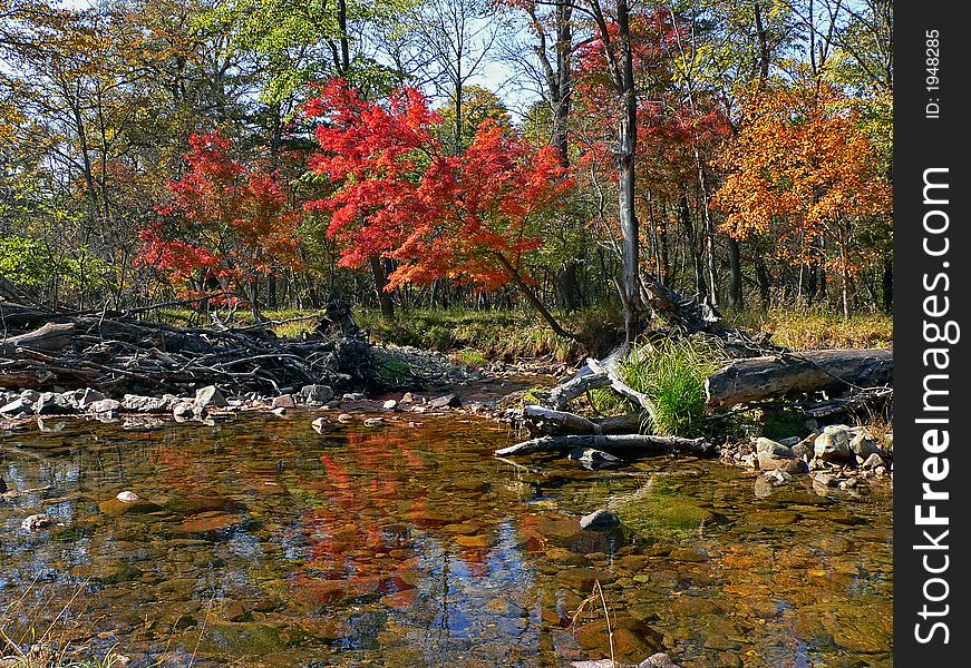 Small woodsy river. Autumn. In water reflect blue sky and red maples. Russian Far East, Primorye, nature state reserve Lazovsky, Sokolovka river. Small woodsy river. Autumn. In water reflect blue sky and red maples. Russian Far East, Primorye, nature state reserve Lazovsky, Sokolovka river.