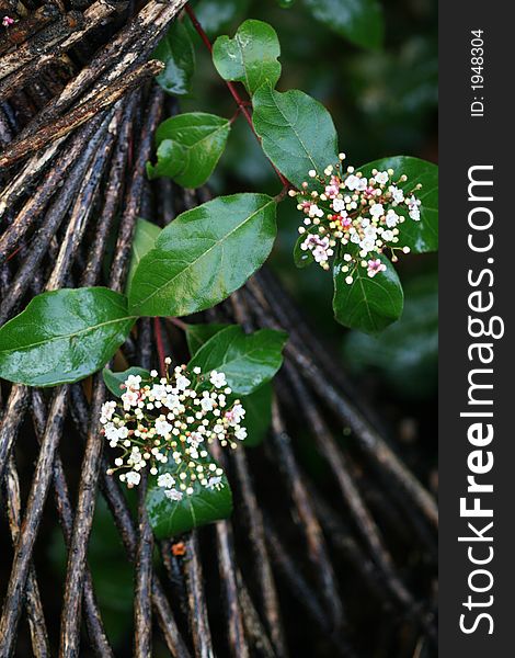 Blossoming climbing white flower plant