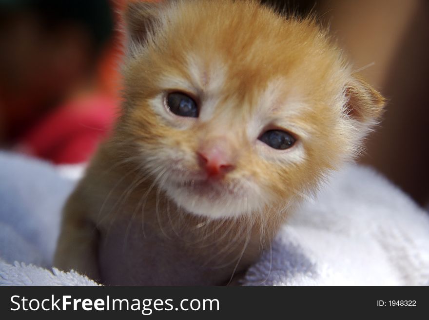 Orange brand new born kitten