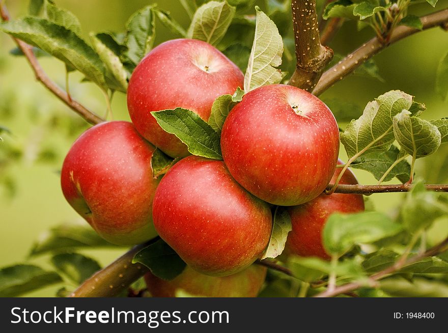 A good bearer apple tree. A good bearer apple tree