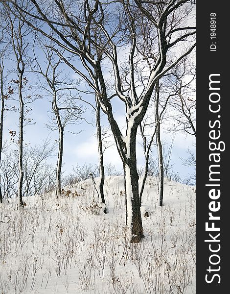 Winter forest, Vladivostok botanic garden, Primorye
