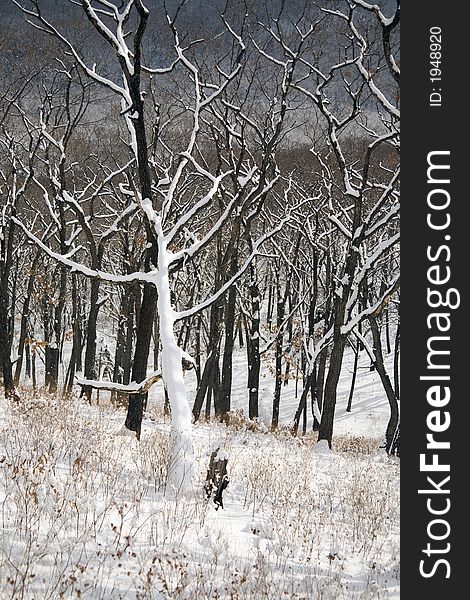 Dead-tree at the winter forest, Vladivostok botanic garden, Primorye