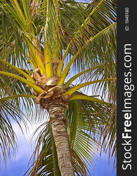 Photo of palms in tropical settings. Photo of palms in tropical settings