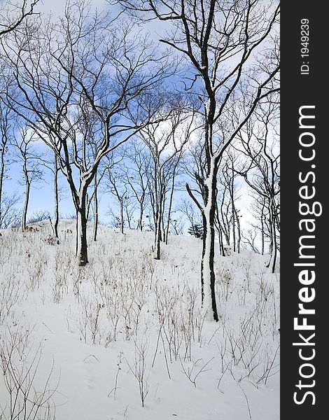 Graphic of winter forest, Vladivostok botanic garden, Primorye