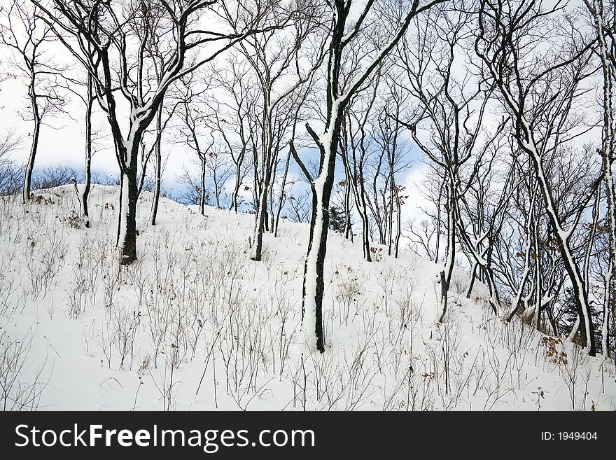 Vladivostok botanic garden, winter, Primorye. Vladivostok botanic garden, winter, Primorye