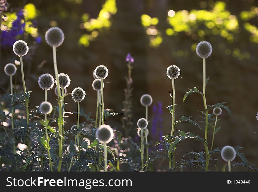 Round Sunrise Flowers