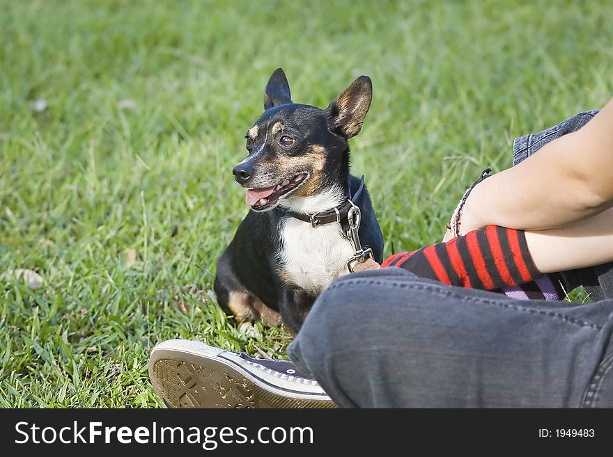 Small black & brown Chihuahua dog on leash with owner in the park. Small black & brown Chihuahua dog on leash with owner in the park