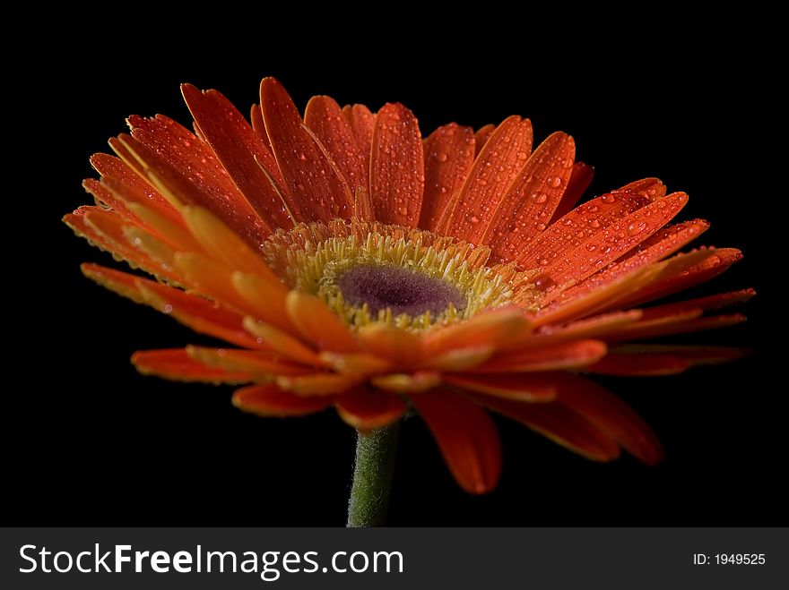 Flower Isolated