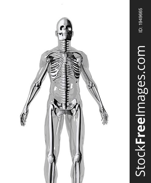 Anatomically correct 3D model of human body isolated on white background. Anatomically correct 3D model of human body isolated on white background.