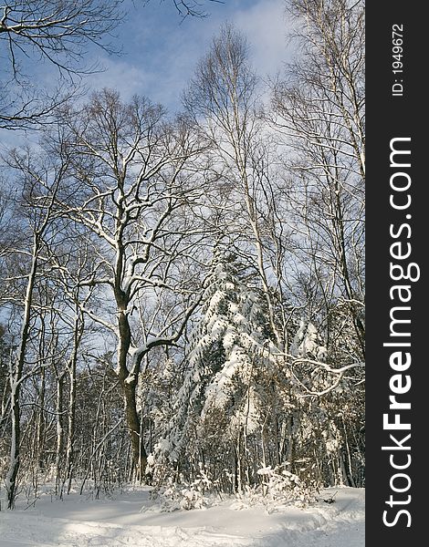 Winter forest, Vladivostok botanic garden, Primorye