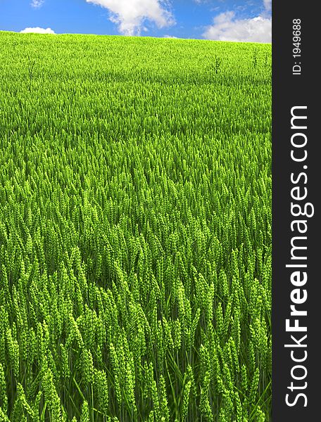 A field of green wheat in springtime (useful as background)