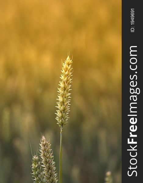 A close-up photo of wheat at sunset in summertime. A close-up photo of wheat at sunset in summertime