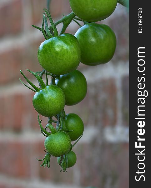 A photo of green tomatos