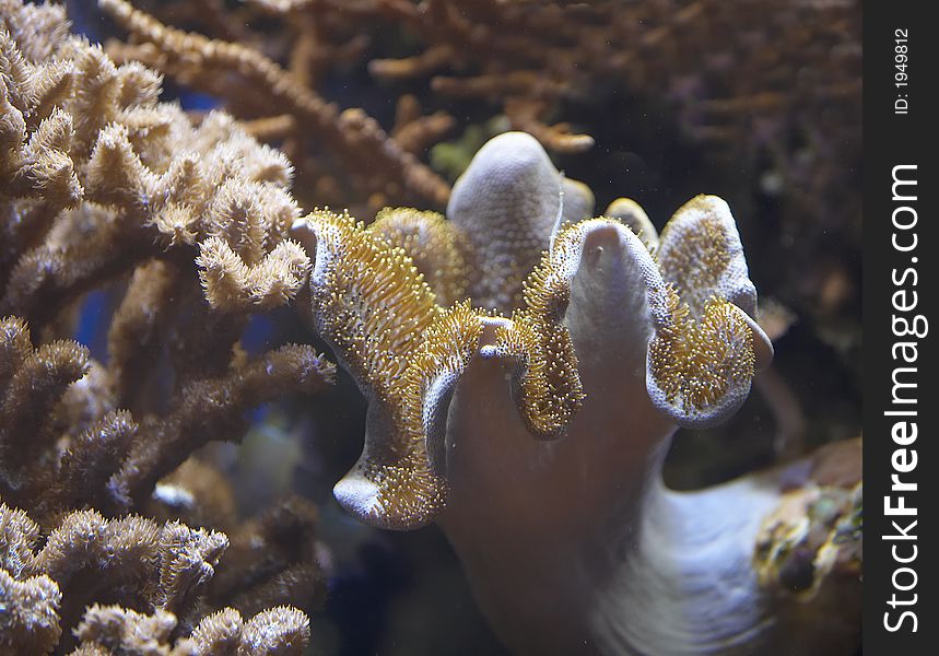 A photo of tropical underwater flowers. A photo of tropical underwater flowers