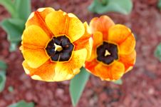 Yellow-red Tulip Flowers. Royalty Free Stock Image Yellow-red Tulip Flowers. Royalty Free Stock Image