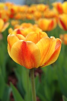 Yellow-red Tulip Flowers. Royalty Free Stock Photography