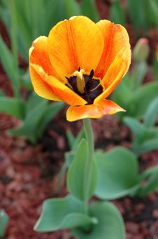 Yellow-red Tulip Flowers. Stock Photos Yellow-red Tulip Flowers. Stock Photos