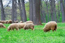 Grazing Sheep Royalty Free Stock Photography