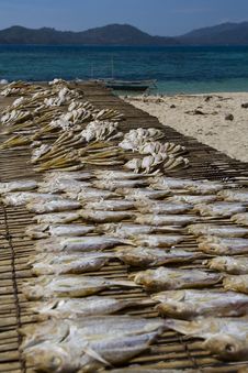 Drying Fishes Royalty Free Stock Photo Drying Fishes Royalty Free Stock Photo