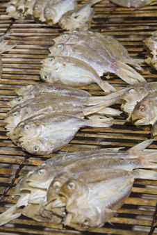 Drying Fishes Stock Photography Drying Fishes Stock Photography