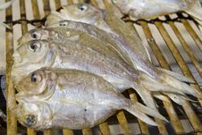 Drying Fishes Royalty Free Stock Photography Drying Fishes Royalty Free Stock Photography