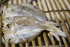 Drying Fishes Stock Photo Drying Fishes Stock Photo