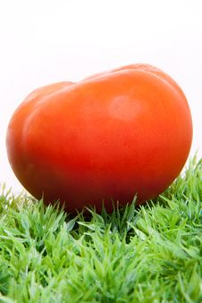 Fresh Tomato On Green Grass Royalty Free Stock Photography Fresh Tomato On Green Grass Royalty Free Stock Photography