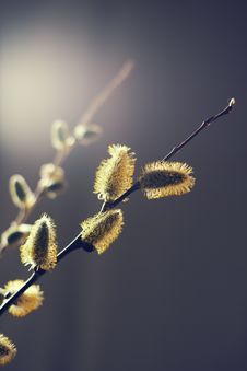 Willow Branches With Buds. Spring Stock Photography Willow Branches With Buds. Spring Stock Photography