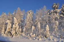 Frozen Forest Royalty Free Stock Photography Frozen Forest Royalty Free Stock Photography
