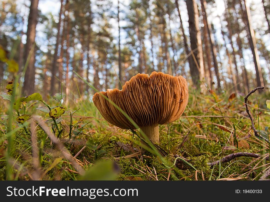 Mushrooms in green forest on autumn