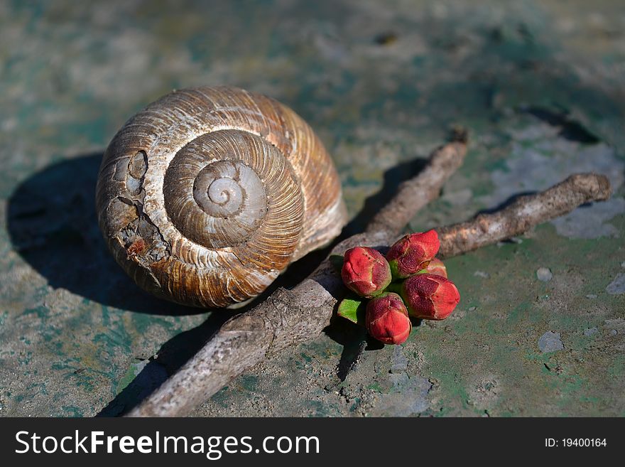 Macro of a snail shell next to a wooden stick and four Japanese quince buds taken in Spring. Macro of a snail shell next to a wooden stick and four Japanese quince buds taken in Spring