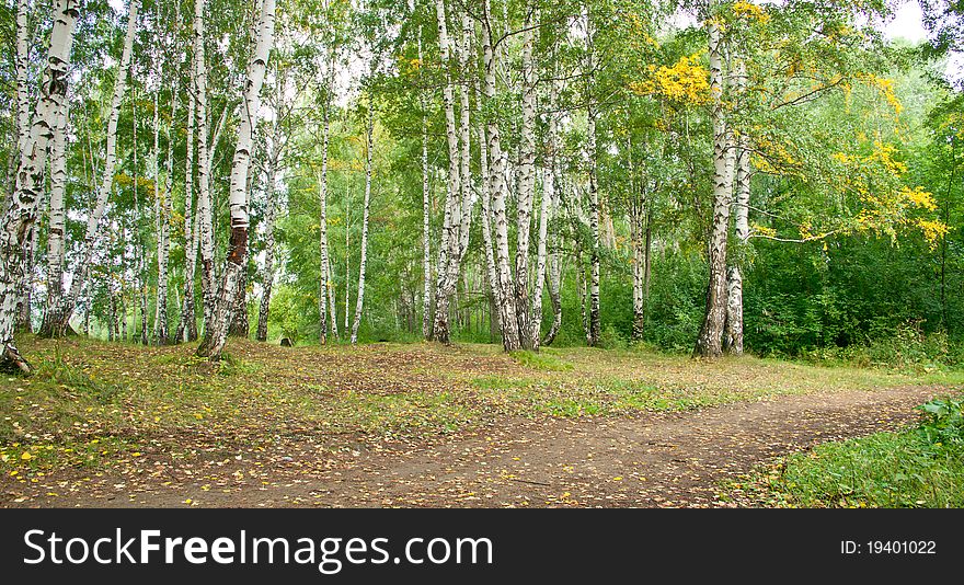 Summer forest landscape: a birch and pine trees