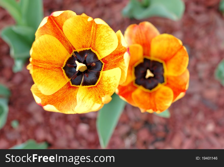 Yellow-red Tulip Flowers.