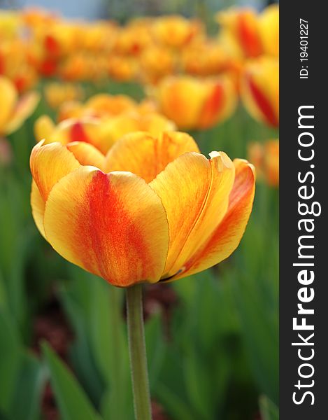 Spring yellow-red tulip flowers on defocused (blurred) background. Spring yellow-red tulip flowers on defocused (blurred) background.