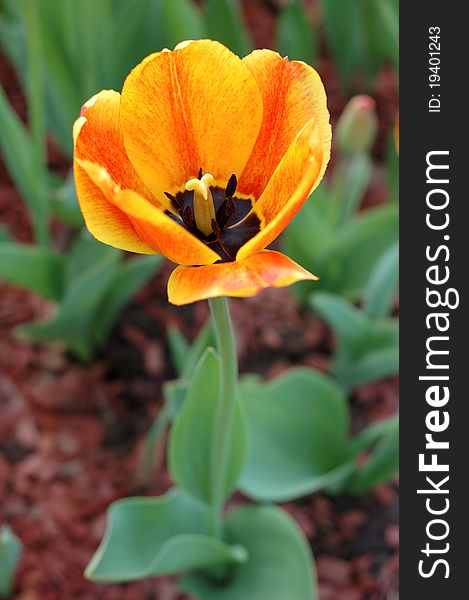 Spring yellow-red tulip flowers on defocused (blurred) background. Spring yellow-red tulip flowers on defocused (blurred) background.