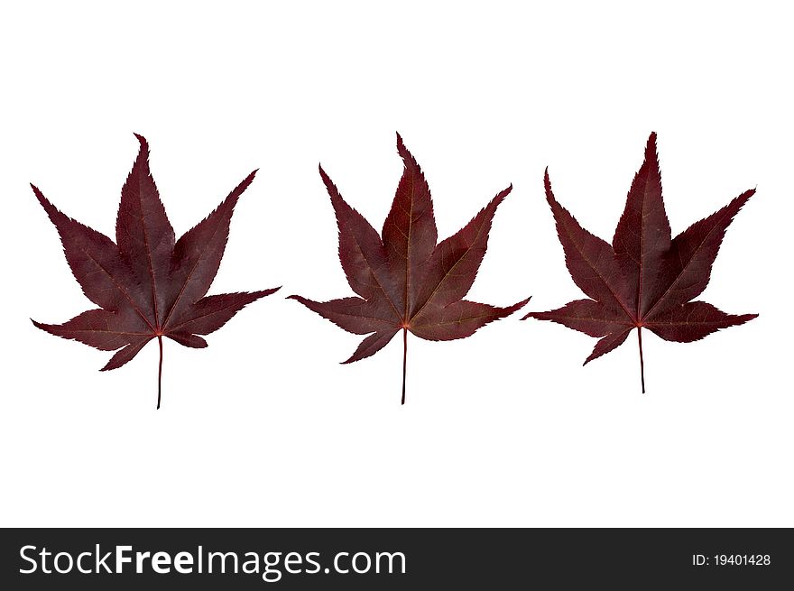 THree red Acer leaves isolated on a white background. THree red Acer leaves isolated on a white background