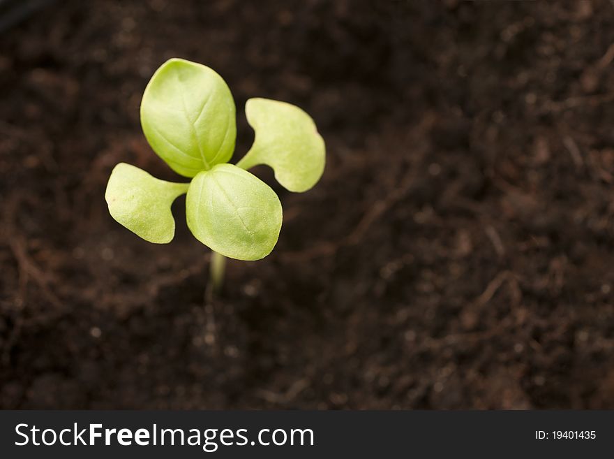 Young Basil seedling in compost